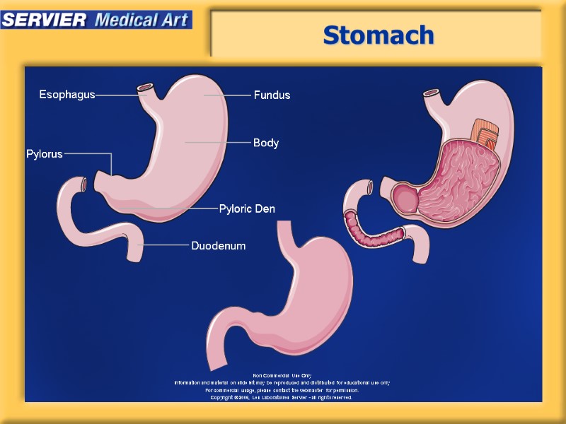 Stomach Duodenum Fundus Esophagus Body Pyloric Den Pylorus